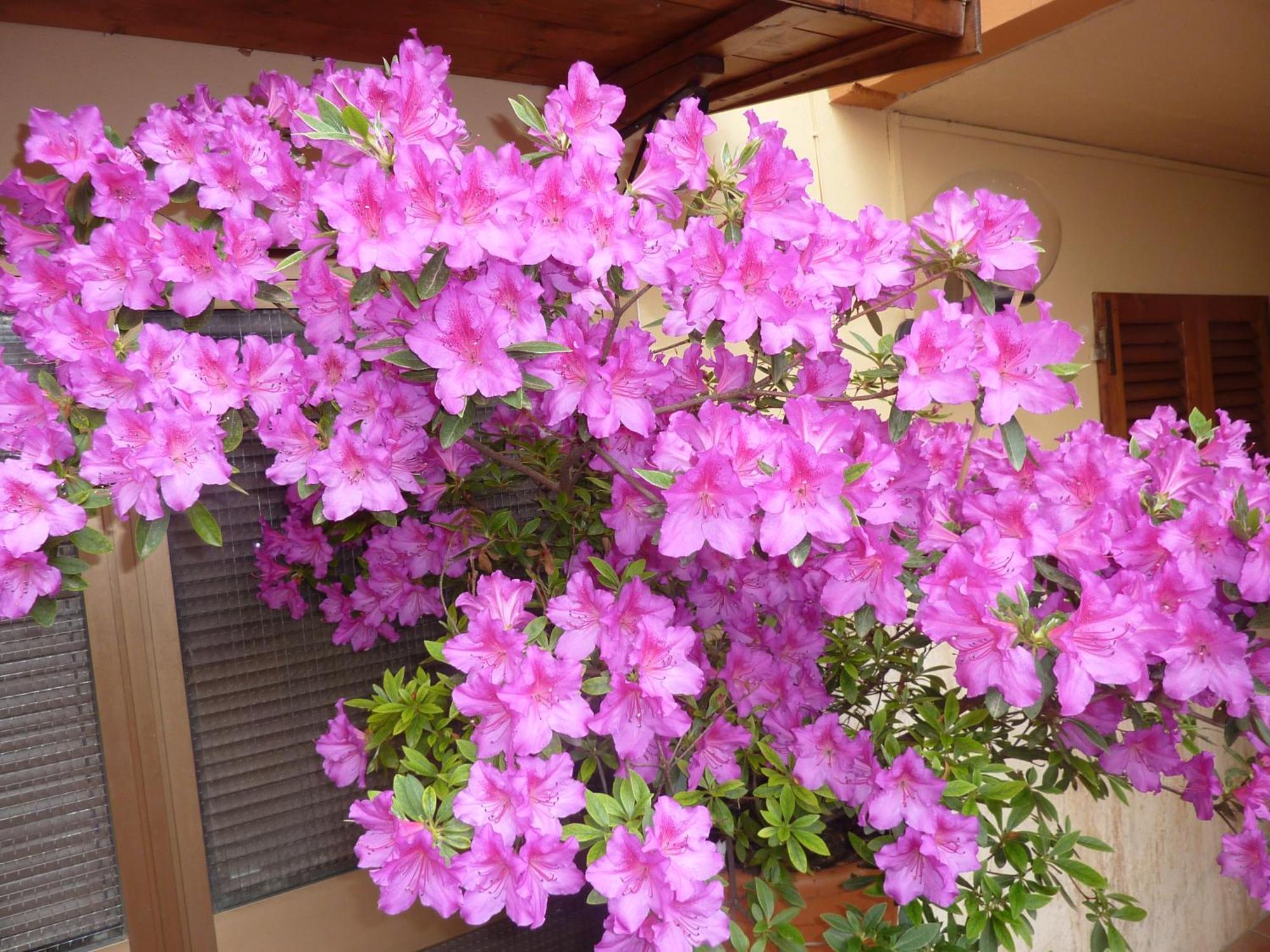Primettahouse Hotel ซานจีมิญญาโน ภายนอก รูปภาพ